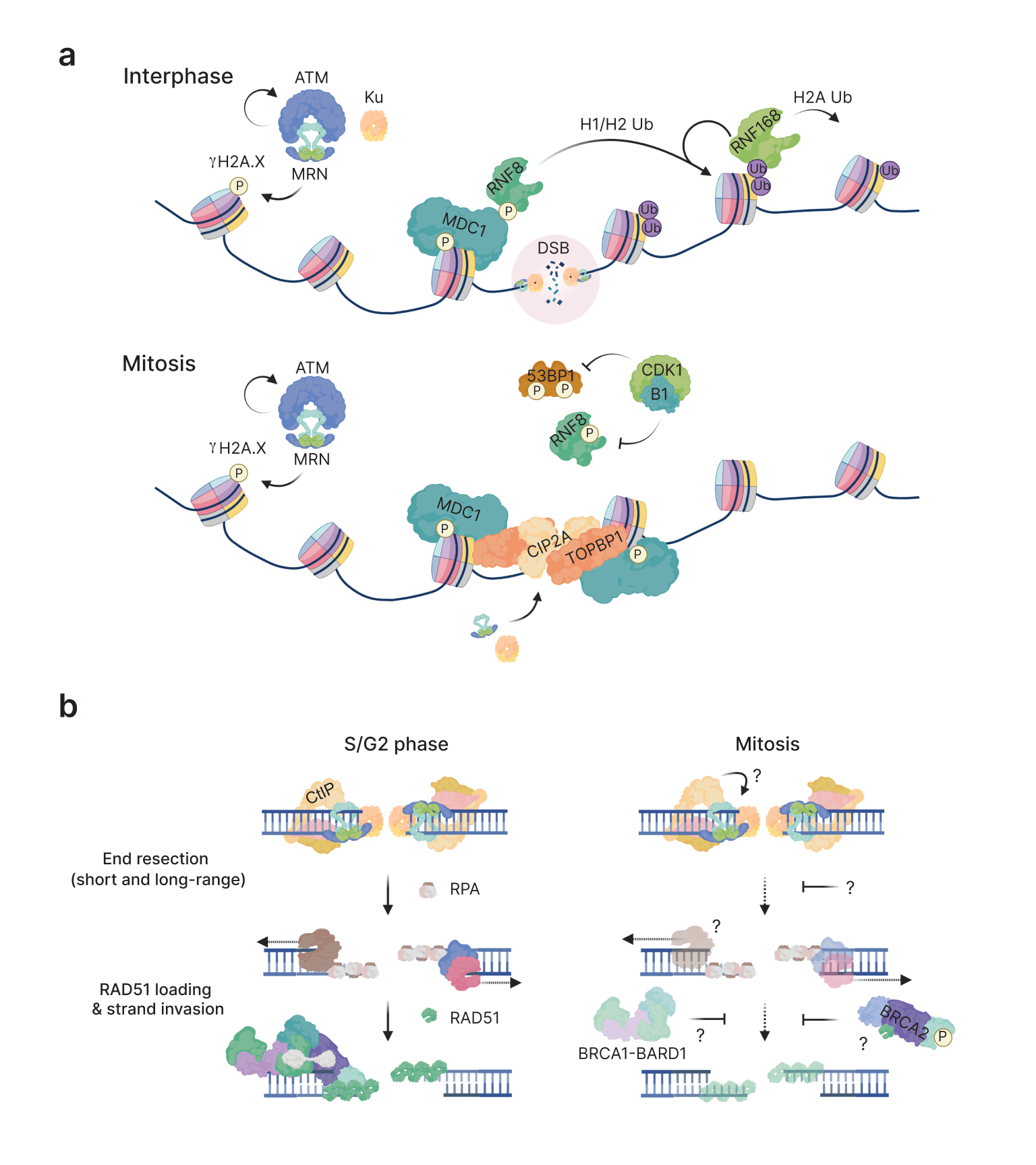 science-dsb-1